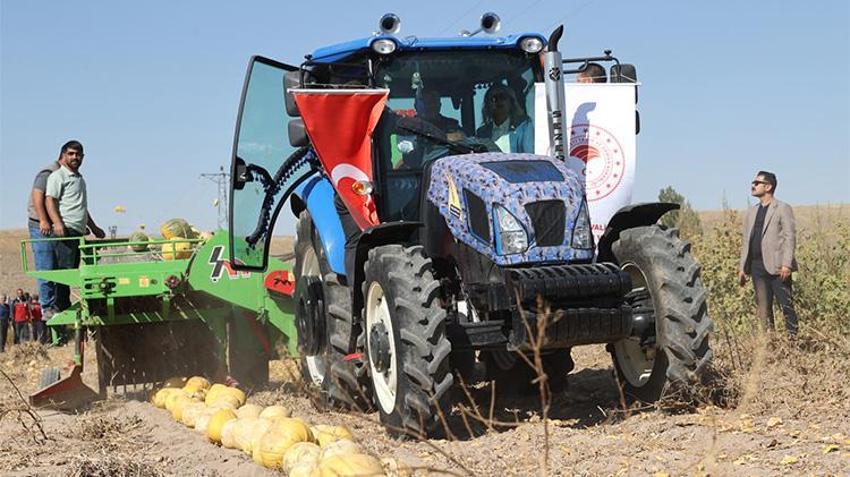 Nevşehir'in altın çekirdeği hasatta: Türkiye üretiminin üçte biri bu topraklardan çıkıyor!