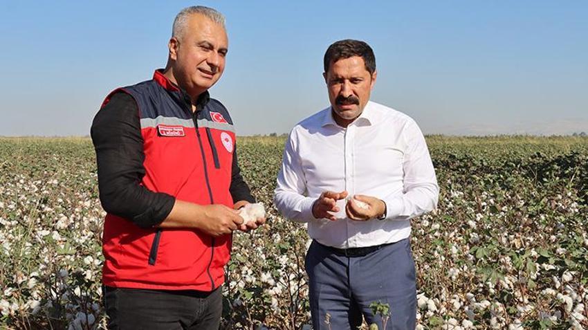 Hatay'da 'beyaz altın' hasadı başladı! 140 bin ton civarı rekolte bekleniyor