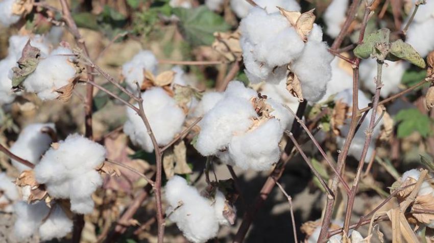 Hatay'da 'beyaz altın' hasadı başladı! 140 bin ton civarı rekolte bekleniyor
