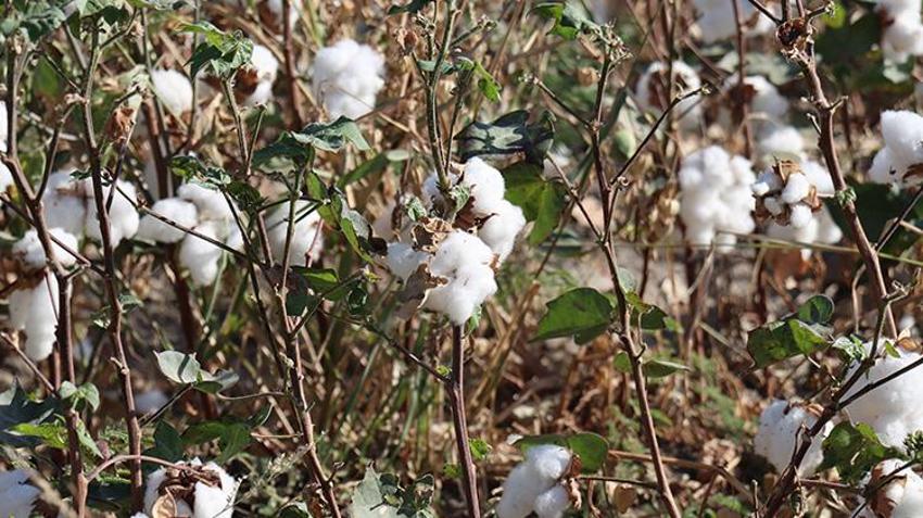 Hatay'da 'beyaz altın' hasadı başladı! 140 bin ton civarı rekolte bekleniyor