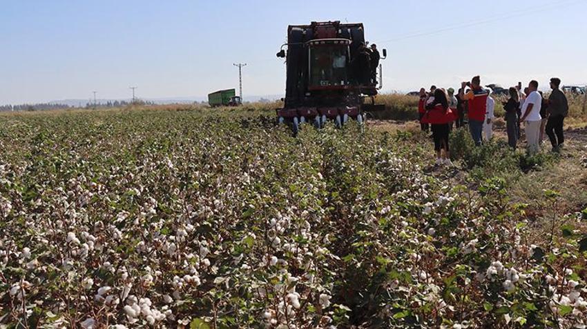 Hatay'da 'beyaz altın' hasadı başladı! 140 bin ton civarı rekolte bekleniyor