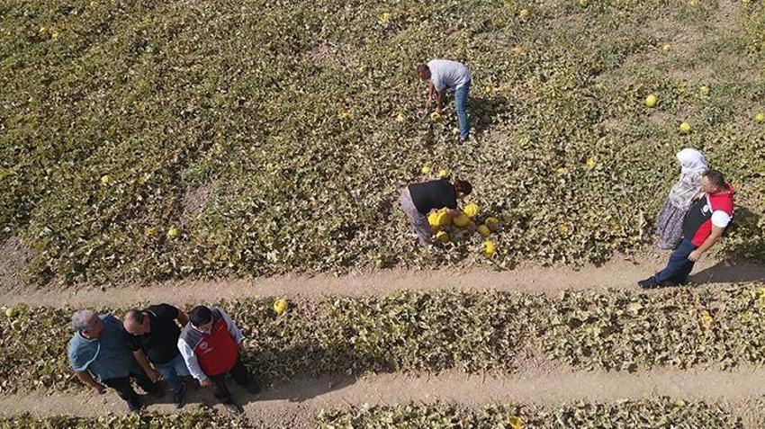 Muğla'da 40 metre aşağıda yapılıyor! Kış hasadı başladı, 81 ile kapış kapış satılıyor