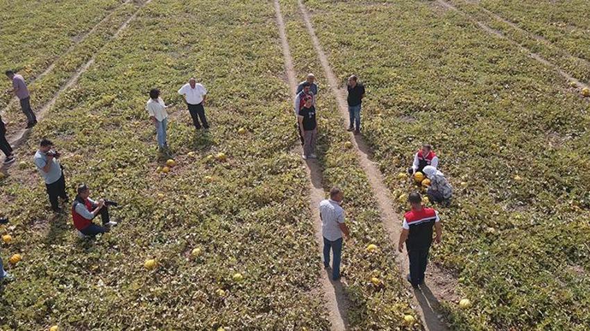 Muğla'da 40 metre aşağıda yapılıyor! Kış hasadı başladı, 81 ile kapış kapış satılıyor