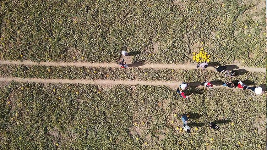 Muğla'da 40 metre aşağıda yapılıyor! Kış hasadı başladı, 81 ile kapış kapış satılıyor