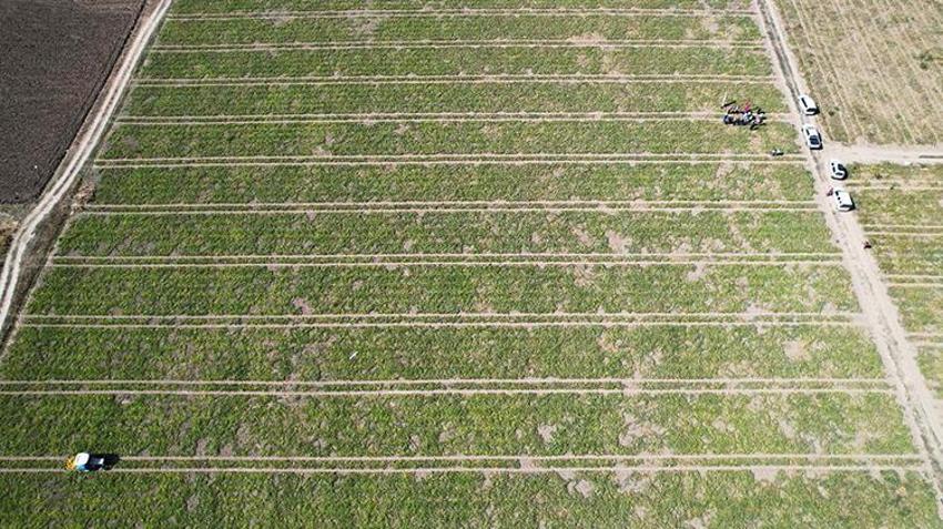 Muğla'da 40 metre aşağıda yapılıyor! Kış hasadı başladı, 81 ile kapış kapış satılıyor