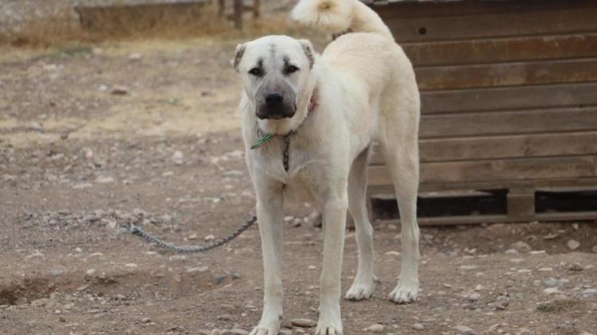 Sivas'ta kangalların bilinmeyen özelliği ortaya çıktı! Dengeleri değişti, artık eski gibi değil
