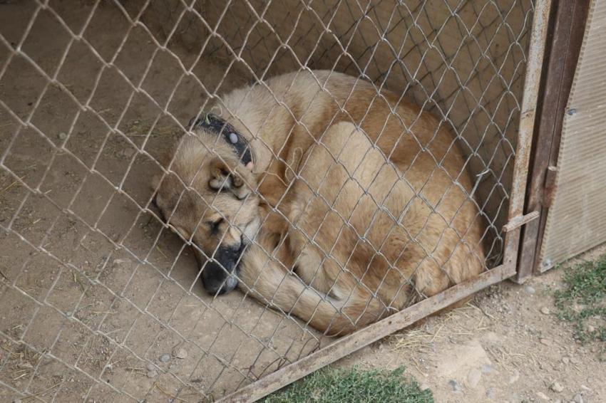 Sivas'ta kangalların bilinmeyen özelliği ortaya çıktı! Dengeleri değişti, artık eski gibi değil