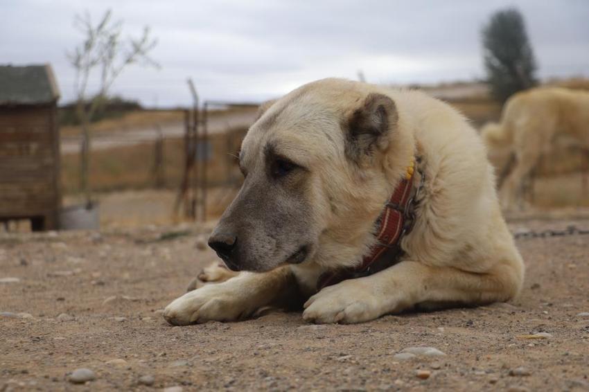 Sivas'ta kangalların bilinmeyen özelliği ortaya çıktı! Dengeleri değişti, artık eski gibi değil