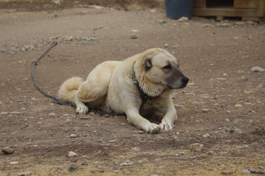 Sivas'ta kangalların bilinmeyen özelliği ortaya çıktı! Dengeleri değişti, artık eski gibi değil