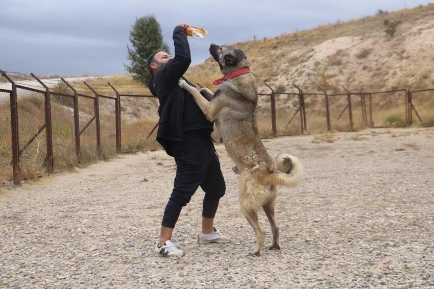 Sivas'ta kangalların bilinmeyen özelliği ortaya çıktı! Dengeleri değişti, artık eski gibi değil