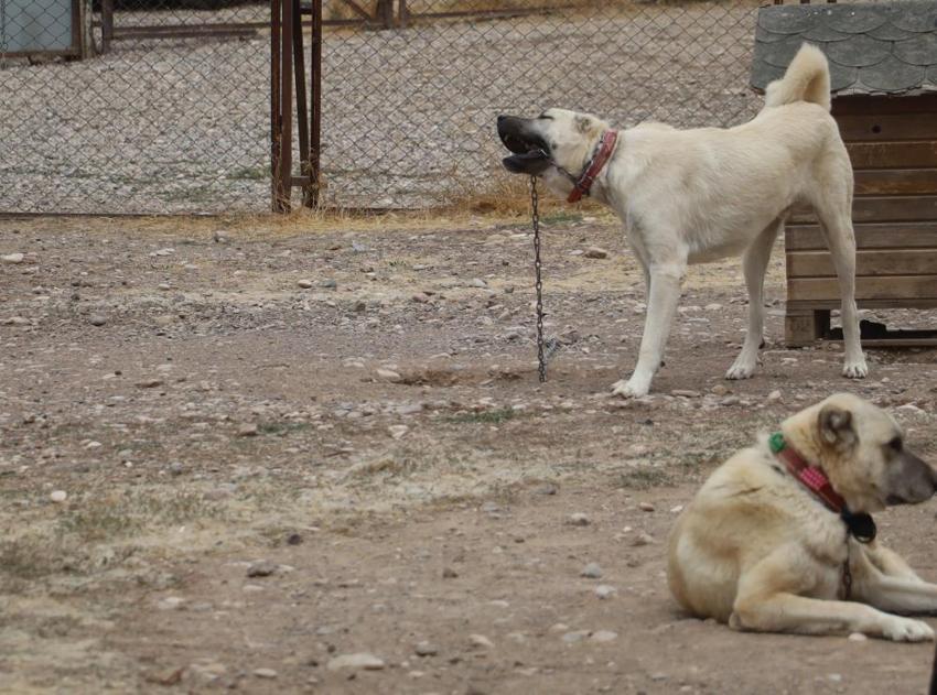 Sivas'ta kangalların bilinmeyen özelliği ortaya çıktı! Dengeleri değişti, artık eski gibi değil