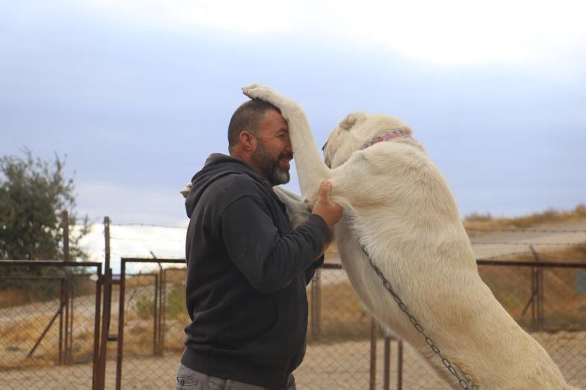 Sivas'ta kangalların bilinmeyen özelliği ortaya çıktı! Dengeleri değişti, artık eski gibi değil