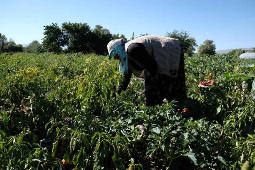 Erzincan'da genç mühendis kurdu, 100 tonluk rekolteyi kadın eliyle yakaladı!