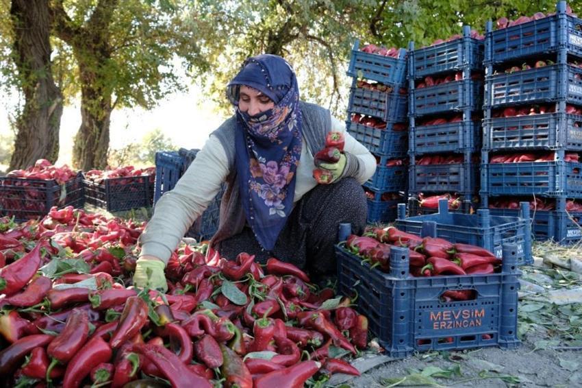 Erzincan'da genç mühendis kurdu, 100 tonluk rekolteyi kadın eliyle yakaladı!