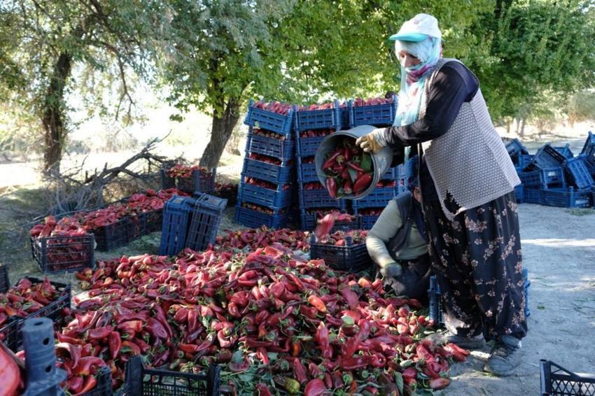 Erzincan'da genç mühendis kurdu, 100 tonluk rekolteyi kadın eliyle yakaladı!