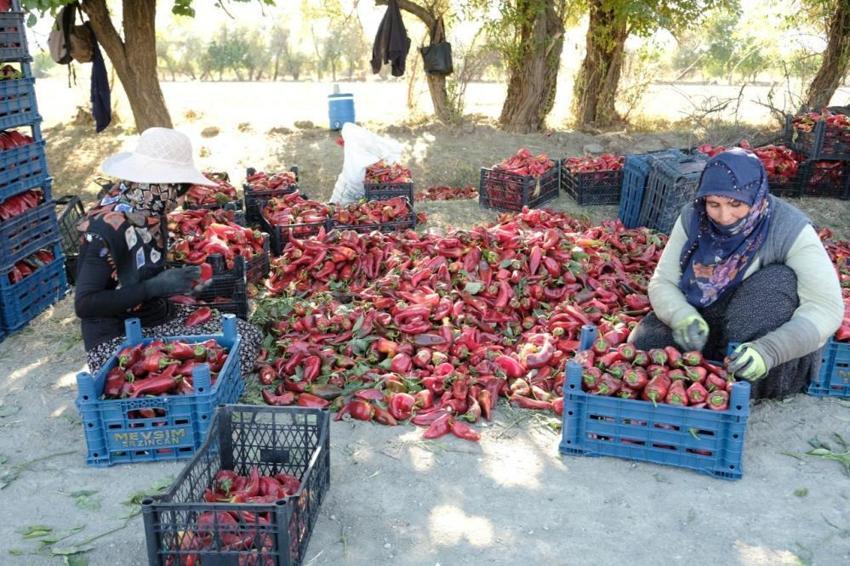 Erzincan'da genç mühendis kurdu, 100 tonluk rekolteyi kadın eliyle yakaladı!