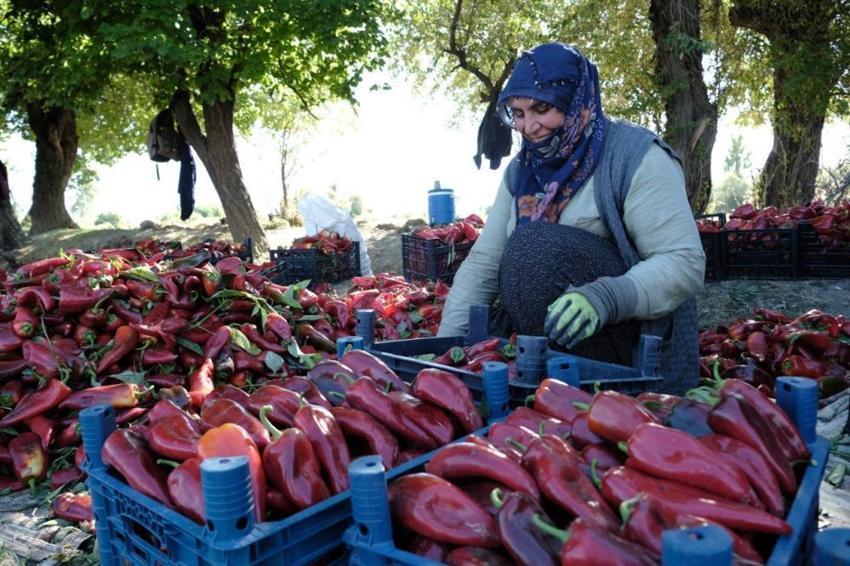 Erzincan'da genç mühendis kurdu, 100 tonluk rekolteyi kadın eliyle yakaladı!