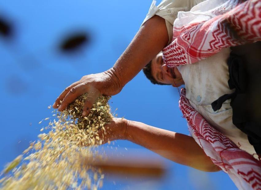 Diyarbakır'da bin dönümde hasat başladı! Rekolte ikiye katlandı, fiyatı 50 TL'ye fırladı!