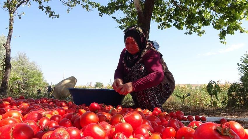 Yozgat'ta kış hazırlığı başladı: 40 yıllık sırrı olan salçalar 2-3 yıl bozulmuyor!