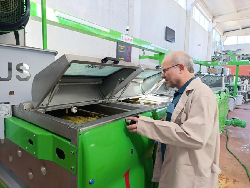 Manisa'da erken dönem hasat başladı! Üreticiler fabrikalara koşuyor