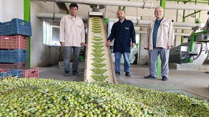 Manisa'da erken dönem hasat başladı! Üreticiler fabrikalara koşuyor