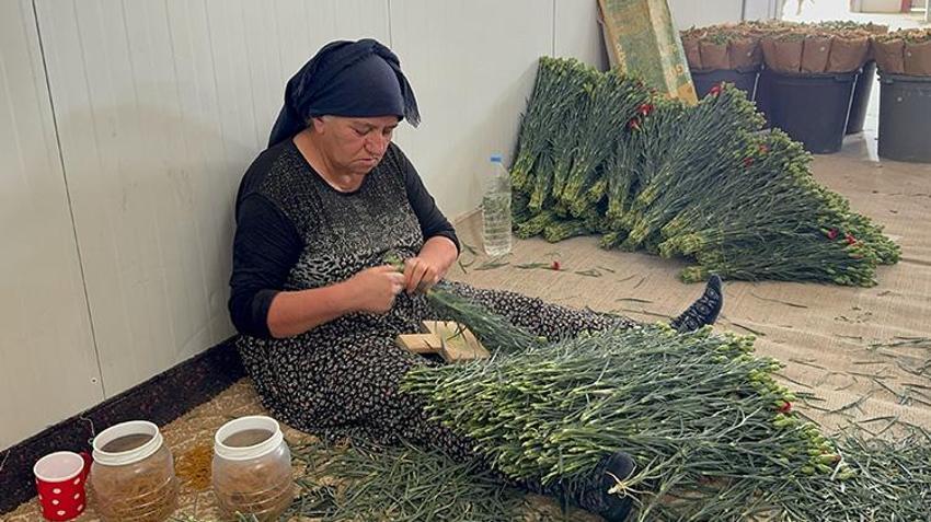 Hasat edilip soğuk hava depolarında saklanıyor! Tüm dünyaya satılıyor: Rekolte hedefi: 200 milyon dal