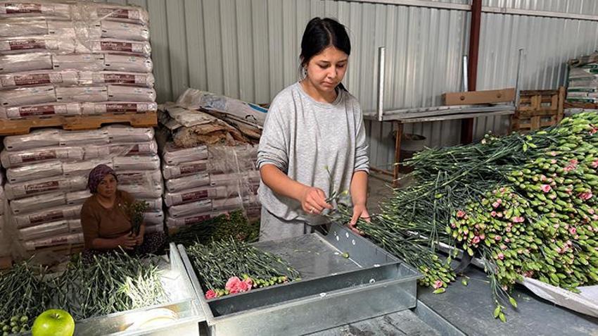 Hasat edilip soğuk hava depolarında saklanıyor! Tüm dünyaya satılıyor: Rekolte hedefi: 200 milyon dal