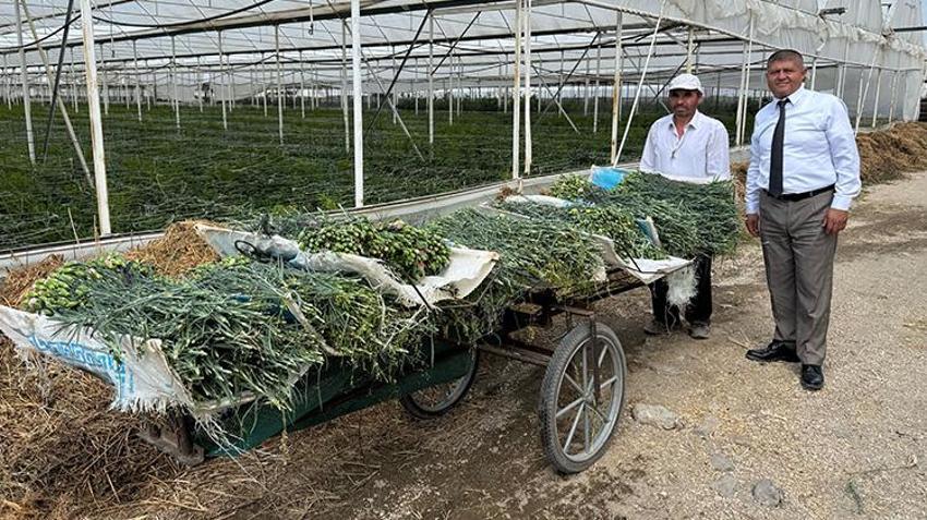 Hasat edilip soğuk hava depolarında saklanıyor! Tüm dünyaya satılıyor: Rekolte hedefi: 200 milyon dal