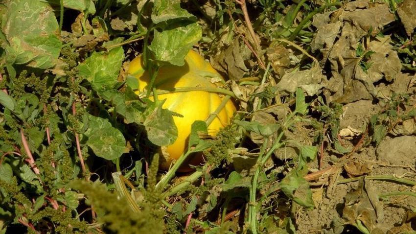 Dünyanın tek inilir yaylasında 'Yayla Kavunu' hasadı başladı!