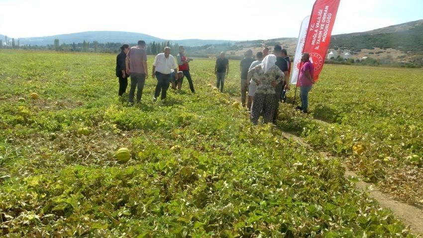 Dünyanın tek inilir yaylasında 'Yayla Kavunu' hasadı başladı!