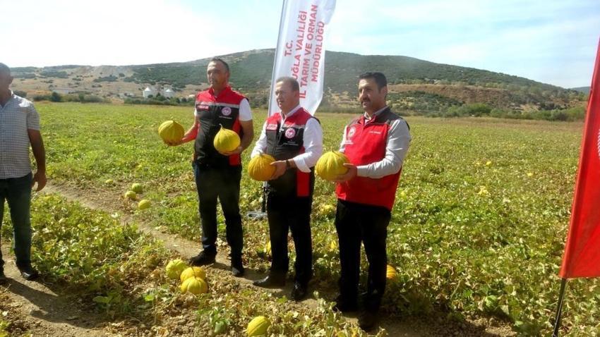 Dünyanın tek inilir yaylasında 'Yayla Kavunu' hasadı başladı!