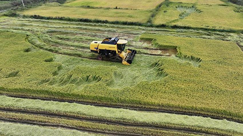 Osmanlı mutfağının incisi geri döndü: Ekim alanı beş yılda ikiye katlandı: Verim %50 arttı
