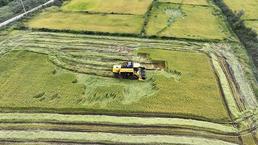 Osmanlı mutfağının incisi geri döndü: Ekim alanı beş yılda ikiye katlandı: Verim %50 arttı