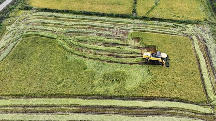 Osmanlı mutfağının incisi geri döndü: Ekim alanı beş yılda ikiye katlandı: Verim %50 arttı