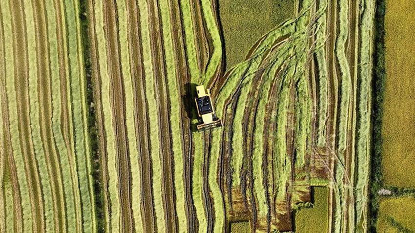 Osmanlı mutfağının incisi geri döndü: Ekim alanı beş yılda ikiye katlandı: Verim %50 arttı