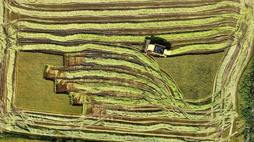 Osmanlı mutfağının incisi geri döndü: Ekim alanı beş yılda ikiye katlandı: Verim %50 arttı