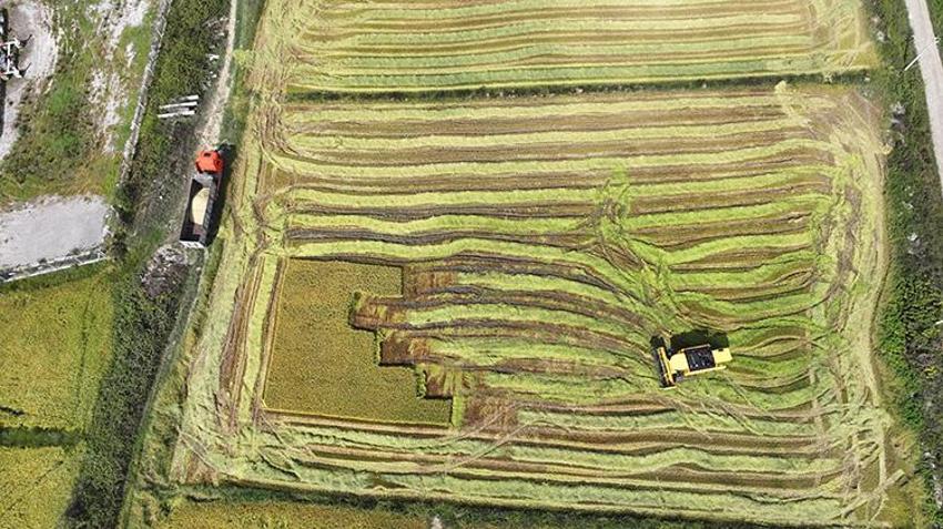 Osmanlı mutfağının incisi geri döndü: Ekim alanı beş yılda ikiye katlandı: Verim %50 arttı