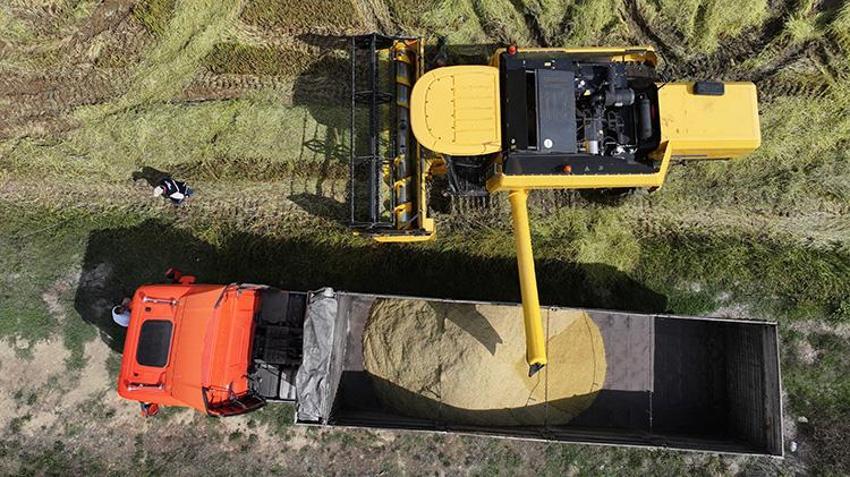 Osmanlı mutfağının incisi geri döndü: Ekim alanı beş yılda ikiye katlandı: Verim %50 arttı