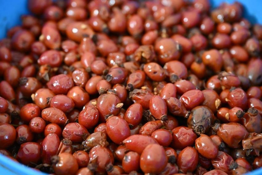 Gümüşhane'de dikenlerin arasından sofralara gelen bereket! Şifa kaynağı ürünün 1 kilosu için 2 gün emek veriliyor