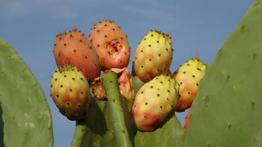 Antalya'da girişimci kadın bu bahçeyi kurarken alay konusu oldu! Şimdi ürünün tamamını yurt dışına satıyor