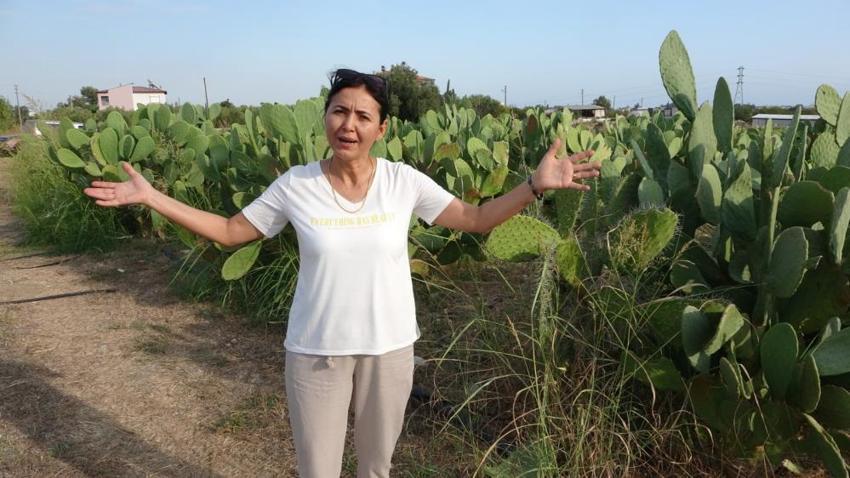 Antalya'da girişimci kadın bu bahçeyi kurarken alay konusu oldu! Şimdi ürünün tamamını yurt dışına satıyor