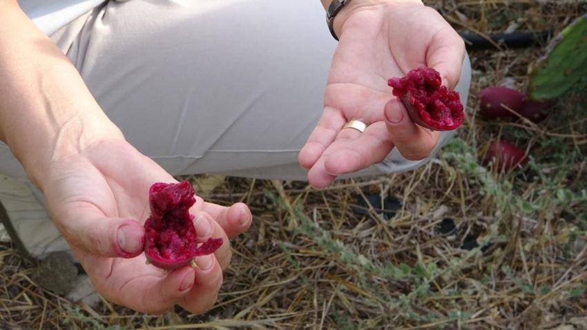 Antalya'da girişimci kadın bu bahçeyi kurarken alay konusu oldu! Şimdi ürünün tamamını yurt dışına satıyor