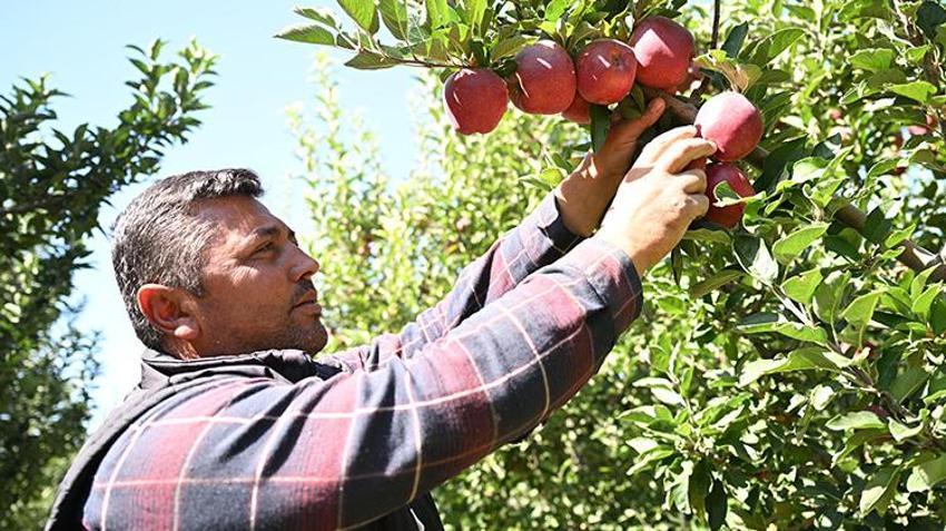 Kayseri'de hasat başladı! Üzerine su serpilip dondurulan çiçekler, meyve olarak toplanıyor