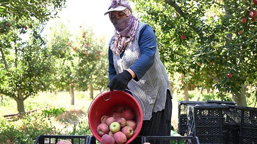 Kayseri'de hasat başladı! Üzerine su serpilip dondurulan çiçekler, meyve olarak toplanıyor