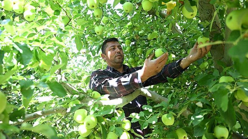 Kayseri'de hasat başladı! Üzerine su serpilip dondurulan çiçekler, meyve olarak toplanıyor