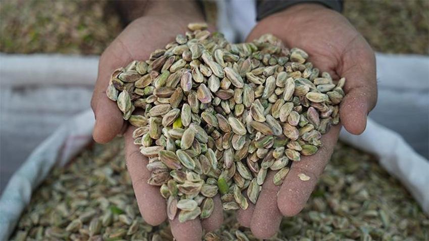 Gaziantep'in yeşil altınında 'yok' yılı! Fiyatlar 100'de yüz arttı, ithalat kararı sonrası ivme ters yönlü değişti