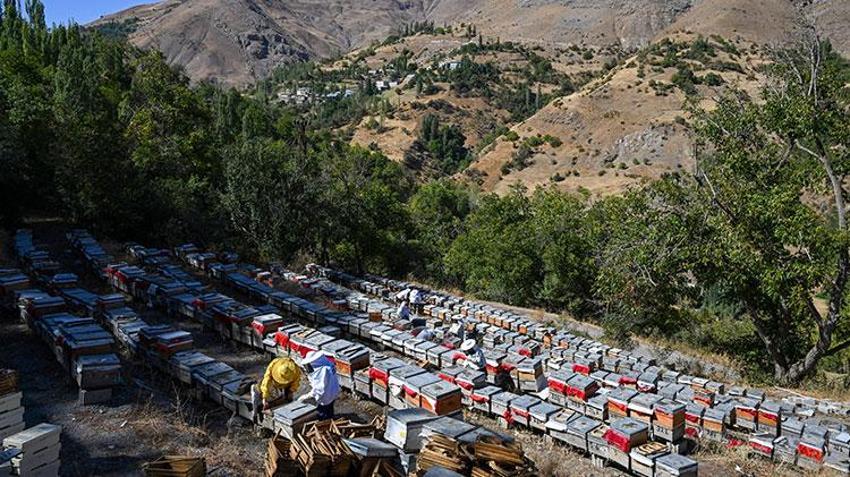 Vanlı kadınlar güçlerin birleştirip üretime başladı! Sezonun ilk hasadını yaptılar