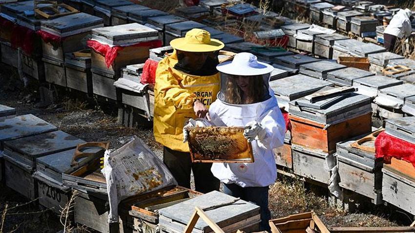 Vanlı kadınlar güçlerin birleştirip üretime başladı! Sezonun ilk hasadını yaptılar