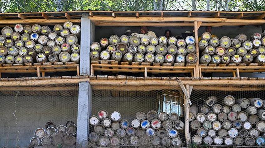 Vanlı kadınlar güçlerin birleştirip üretime başladı! Sezonun ilk hasadını yaptılar