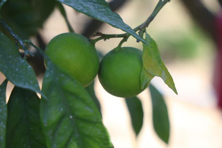 Hatay'da erkenci mandalina hasadı başladı! Samandağlı çiftçi bulduğu yöntemle daha çok kâr ediyor